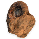 Australian fossil ammonite ("Myloceras ammonoide")