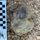Australian fossil ammonite ("Myloceras ammonoide")