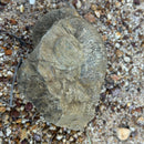 Australian fossil ammonite ("Myloceras ammonoide")