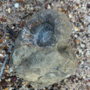 Australian fossil ammonite ("Myloceras ammonoide")