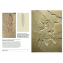 Paleontology: An Illustrated History