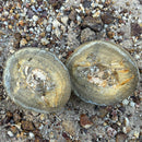 Australian fossil crab ("Torynomma quadrata")