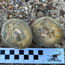Australian fossil crab ("Torynomma quadrata")