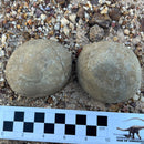 Australian fossil crab ("Torynomma quadrata")
