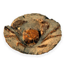Australian fossil crab ("Torynomma quadrata")