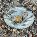 Australian fossil crab ("Torynomma quadrata")