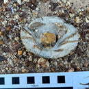 Australian fossil crab ("Torynomma quadrata")