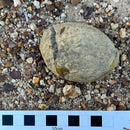 Australian fossil crab ("Torynomma quadrata")