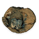 Australian fossil crab ("Torynomma quadrata")