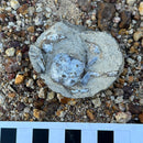 Australian fossil crab ("Torynomma quadrata")