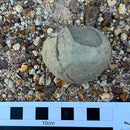 Australian fossil crab ("Torynomma quadrata")