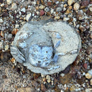 Australian fossil crab ("Torynomma quadrata")