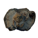 Australian fossil crab ("Torynomma quadrata")
