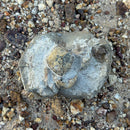 Australian fossil crab ("Torynomma quadrata")