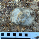 Australian fossil crab ("Torynomma quadrata")