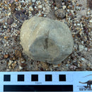Australian fossil crab ("Torynomma quadrata")