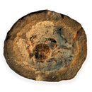 Australian fossil crab ("Torynomma quadrata")
