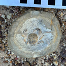 Australian fossil crab ("Torynomma quadrata")