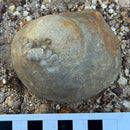 Australian fossil crab ("Torynomma quadrata")