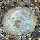 Australian fossil crab ("Torynomma quadrata")
