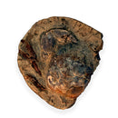 Australian fossil crab ("Torynomma quadrata")