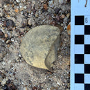 Australian fossil crab ("Torynomma quadrata")
