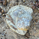 Australian fossil crab ("Torynomma quadrata")