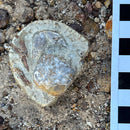 Australian fossil crab ("Torynomma quadrata")
