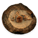 Australian fossil crab ("Torynomma quadrata")