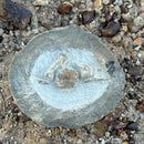 Australian fossil crab ("Torynomma quadrata")