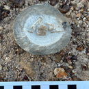 Australian fossil crab ("Torynomma quadrata")