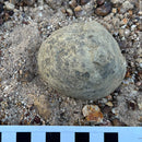 Australian fossil crab ("Torynomma quadrata")