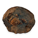 Australian fossil crab ("Torynomma quadrata")