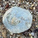 Australian fossil crab ("Torynomma quadrata")