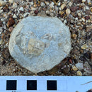 Australian fossil crab ("Torynomma quadrata")