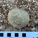 Australian fossil crab ("Torynomma quadrata")