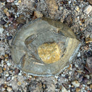 Australian fossil crab ("Torynomma quadrata")