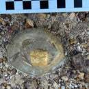Australian fossil crab ("Torynomma quadrata")