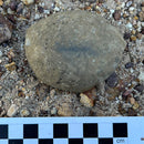 Australian fossil crab ("Torynomma quadrata")
