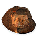 Australian fossil crab ("Torynomma quadrata")