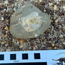 Australian fossil crab ("Torynomma quadrata")