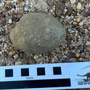 Australian fossil crab ("Torynomma quadrata")