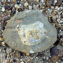 Australian fossil crab ("Torynomma quadrata")