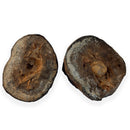 Australian fossil crab ("Torynomma quadrata")