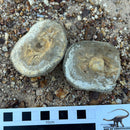 Australian fossil crab ("Torynomma quadrata")