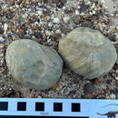 Australian fossil crab ("Torynomma quadrata")