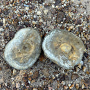 Australian fossil crab ("Torynomma quadrata")