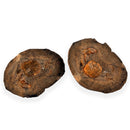 Australian fossil crab ("Torynomma quadrata")