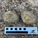 Australian fossil crab ("Torynomma quadrata")