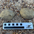 Australian fossil crab ("Torynomma quadrata")